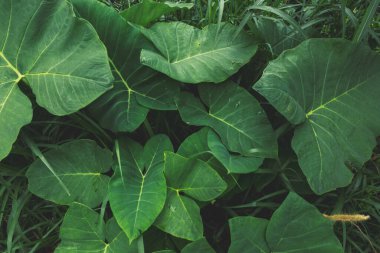 Yeşil yaprak dokusu. Yaprak dokusu arkaplanı