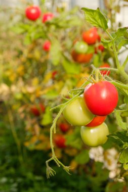 Serada yetişen olgun domates bitkisi. Organik sebze bahçesindeki bir dalda taze kırmızı domatesler. Reklam mesajınız için bulanık arkaplan ve kopyalama alanı.