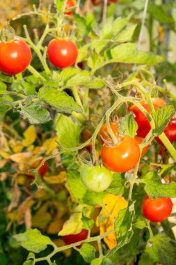 Serada yetişen olgun domates bitkisi. Organik sebze bahçesindeki bir dalda taze kırmızı domatesler. Reklam mesajınız için bulanık arkaplan ve kopyalama alanı.