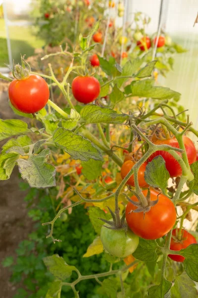 Serada yetişen olgun domates bitkisi. Organik sebze bahçesindeki bir dalda taze kırmızı domatesler. Reklam mesajınız için bulanık arkaplan ve kopyalama alanı.