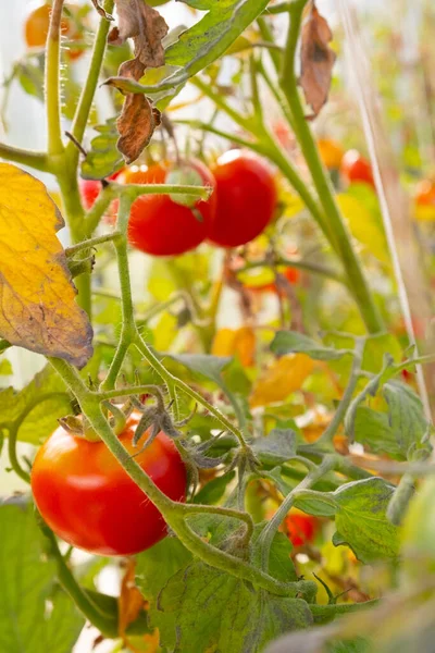Serada yetişen olgun domates bitkisi. Organik sebze bahçesindeki bir dalda taze kırmızı domatesler. Reklam mesajınız için bulanık arkaplan ve kopyalama alanı.