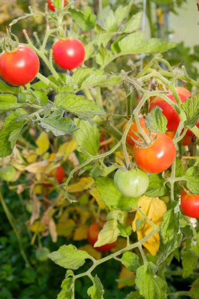 Planta Tomate Madura Creciendo Invernadero Manojo Fresco Los Tomates Rojos —  Fotos de Stock
