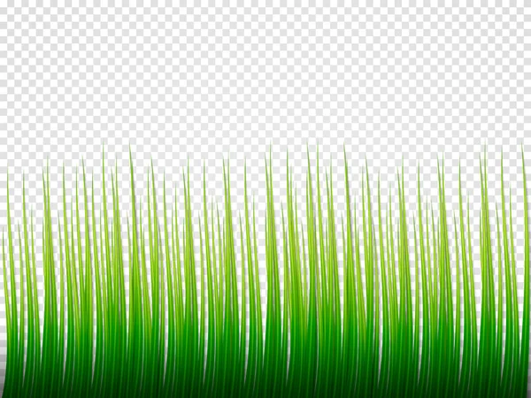 Grass Borders Set Transparent Background Vector Illustration — Stock Vector