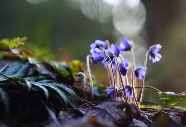Hepatica Nobilis Kidneywort Liverleaf Liverwort Blooming Early Spring — Stock Photo, Image