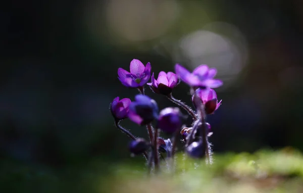 Hepatica Nobilis Kidneywort Liverleaf Liverwort Blooming Early Spring — Stock Photo, Image