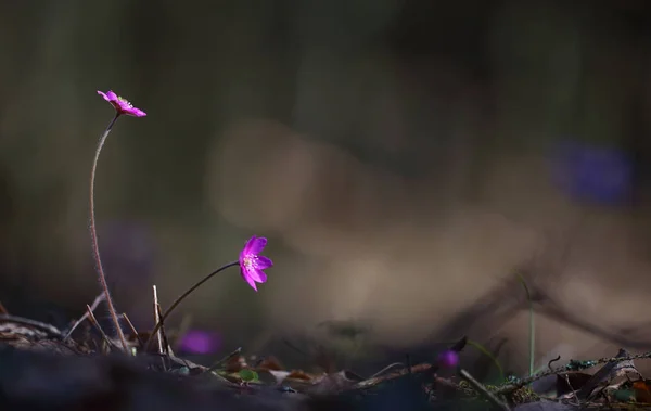 Hepatica Nochs Kidneyhall Liverleaf Liverpool Цветут Ранней Весной — стоковое фото