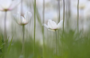 Beyaz vahşi doğa çiçek Litvanya