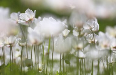 Beyaz vahşi doğa çiçek Litvanya