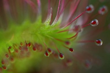 Ortak sundew bazı avlarına aşırı yakın bekliyor