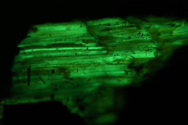 Kollarındaki ahşap eski meşe ile armillaria mellea mycelium.luciferin, luciferase