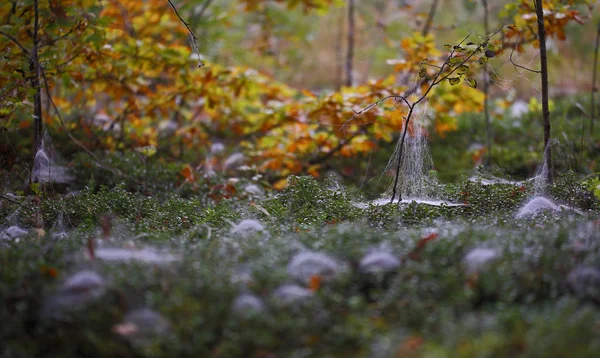 Der Herbst Liegt Der Luft Spinnennetze Überall — Stockfoto