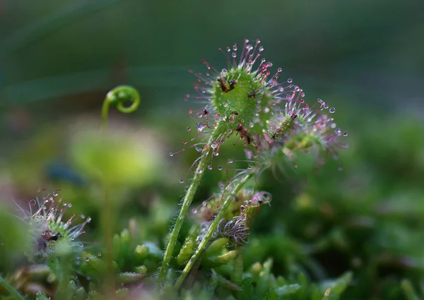 Ortak sundew bazı avı için beklerken
