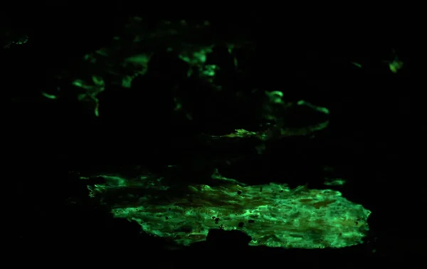Kollarındaki ahşap eski meşe ile armillaria mellea mycelium.luciferin, luciferase