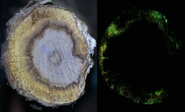 Kollarındaki ahşap eski meşe ile armillaria mellea mycelium.luciferin, luciferase