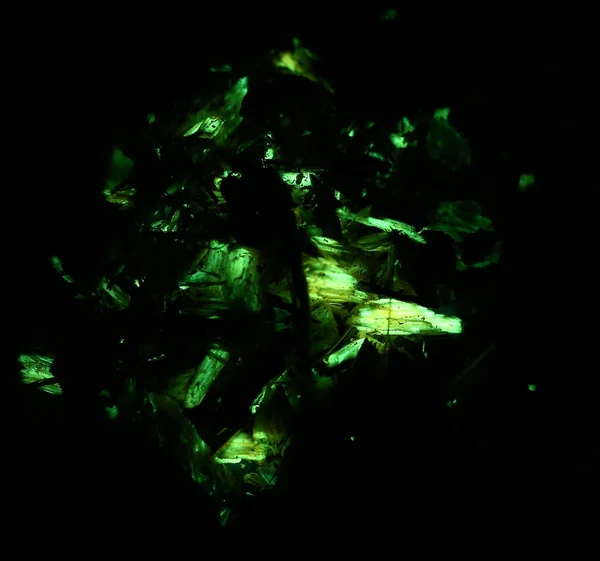 Bioluminescent Wood Old Oak Armillaria Mellea Mycelium Luciferin Luciferase — Stock Photo, Image