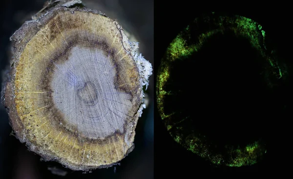 Kollarındaki ahşap eski meşe ile armillaria mellea mycelium.luciferin, luciferase