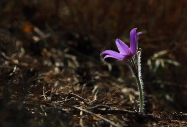 Pasqueflowers - nadir vahşi orman bahar güzellikleri