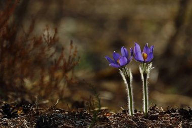 Pasqueflowers - nadir vahşi orman bahar güzellikleri