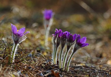 Pasqueflowers - nadir vahşi orman bahar güzellikleri