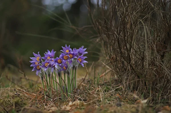 Pasqueflowers Rare Wild Forest Spring Beauties — Stock Photo, Image