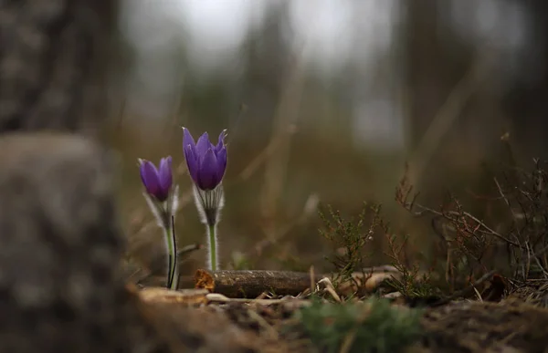 Pasqueflowers - rare wild forest spring beauties