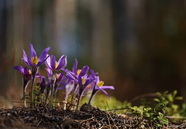 Pasqueflowers Rare Wild Forest Spring Beauties — Stock Photo, Image