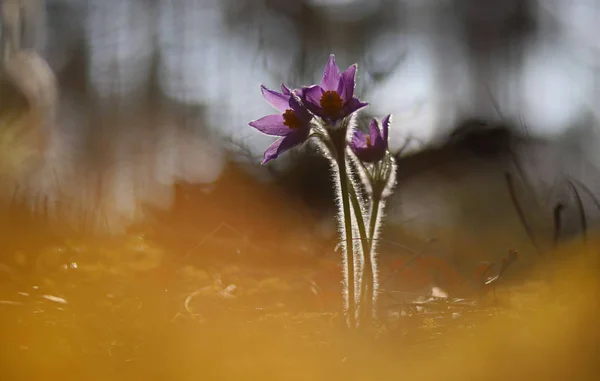 Pasqueflowers Raros Bosques Silvestres Primavera Bellezas — Foto de Stock