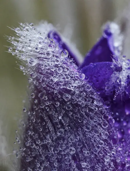 Pasqueflowers - nadir vahşi orman bahar güzellikleri 