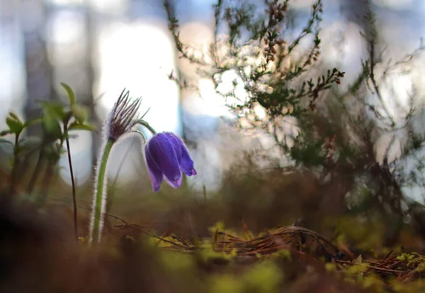 Pasqueflowers Rare Wild Forest Spring Beauties — Stock Photo, Image