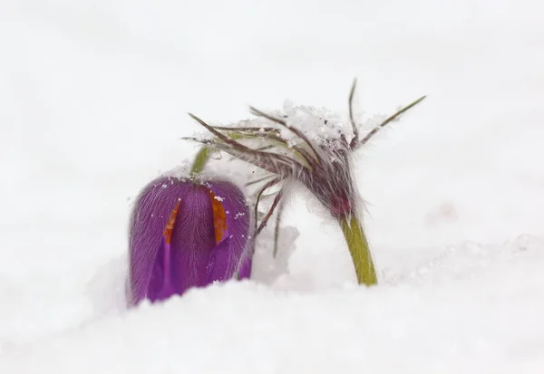 Pasqueflower Nieve — Foto de Stock