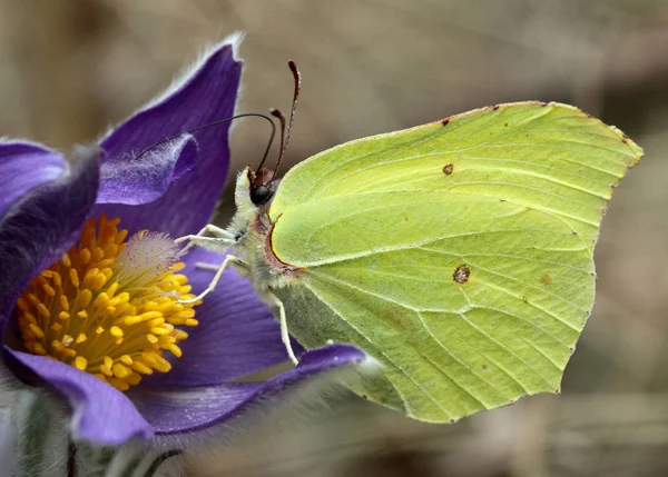 Pasqueflower ve kelebek - erken bahar güzellikleri