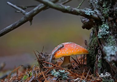 Yabani mantar - orman harikaları