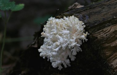 Yabani mantar - orman küçük harikaları