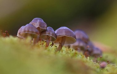 Yabani mantar - orman küçük harikaları