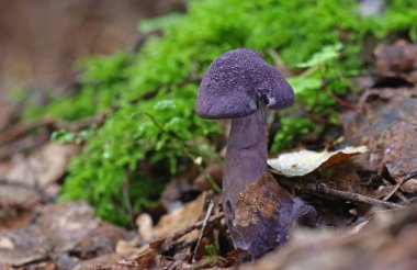 Yabani mantar - orman küçük harikaları