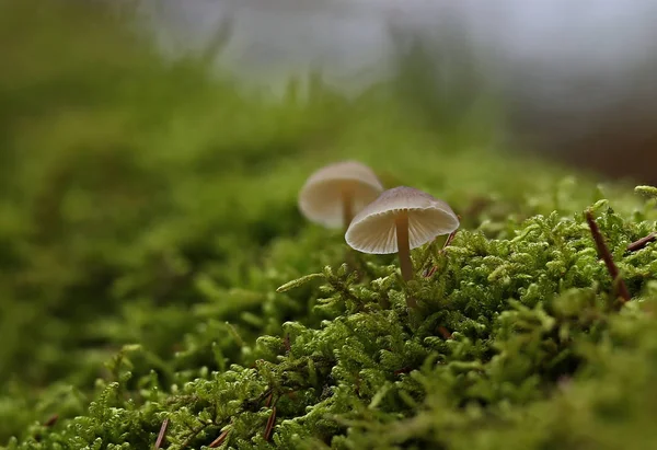 Champignons Sauvages Merveilles Forêt — Photo