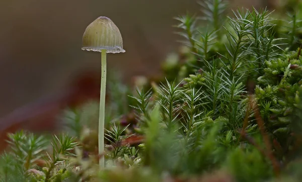 Wilde Pilze Wunder Des Waldes — Stockfoto