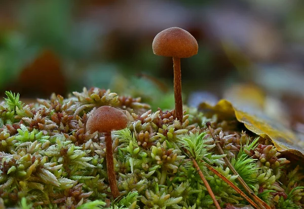 Wilde Pilze Wunder Des Waldes — Stockfoto