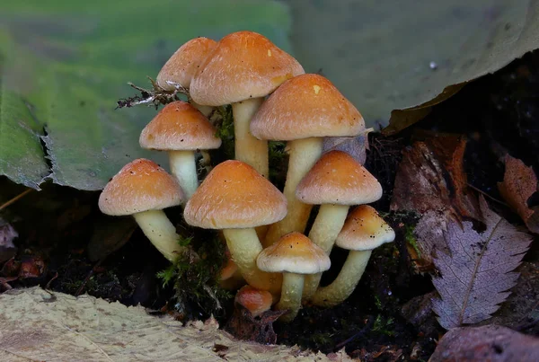 Wild Mushrooms Wonders Forest — Stock Photo, Image