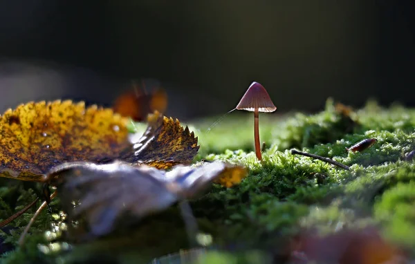 Champignons Sauvages Merveilles Forêt — Photo