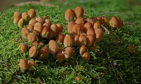 Wild Mushrooms Wonders Forest — Stock Photo, Image