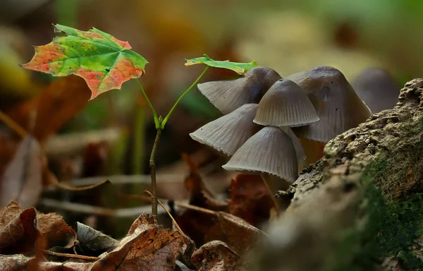 Champignons Sauvages Petites Merveilles Forêt — Photo