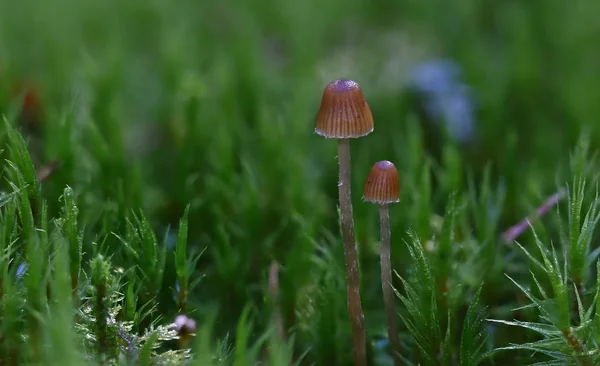 Wild Mushrooms Tiny Wonders Forest — Stock Photo, Image