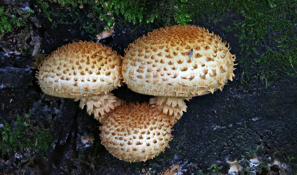 Las Setas Silvestres Las Pequeñas Maravillas Del Bosque —  Fotos de Stock