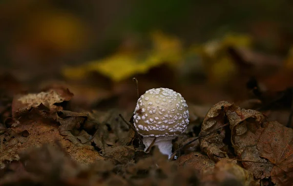 Wilde Paddestoelen Kleine Wonderen Van Bos — Stockfoto