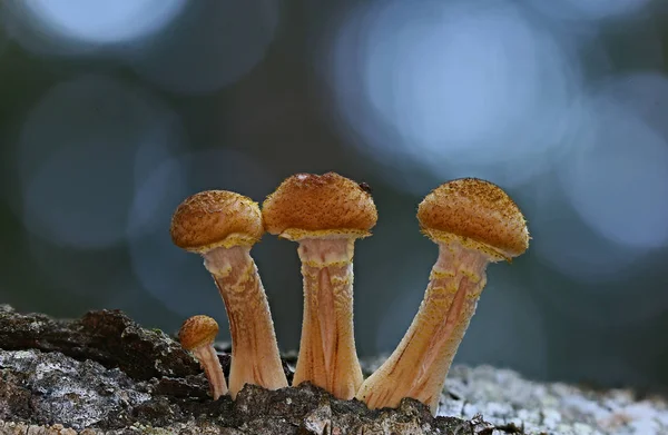 Wild Mushrooms Tiny Wonders Forest — Stock Photo, Image