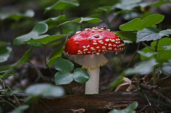 Wilde Paddestoelen Kleine Wonderen Van Bos — Stockfoto