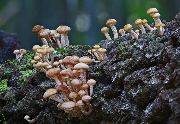 Las Setas Silvestres Las Pequeñas Maravillas Del Bosque — Foto de Stock