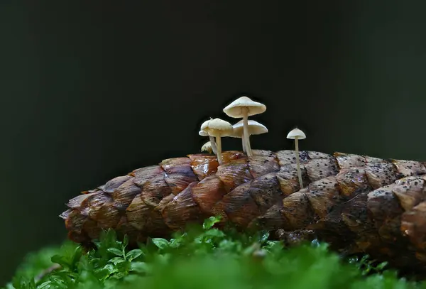 Wilde Paddestoelen Kleine Wonderen Van Bos — Stockfoto