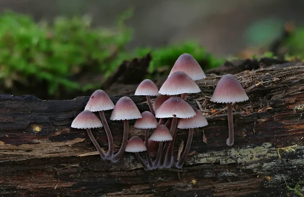 Wilde Pilze Kleine Wunder Des Waldes — Stockfoto